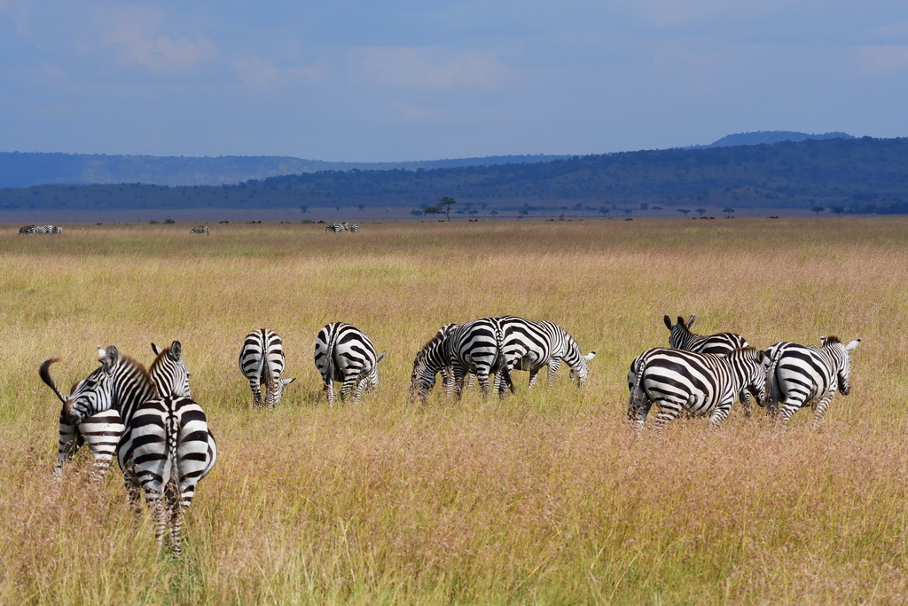 Serengeti Western Corridor